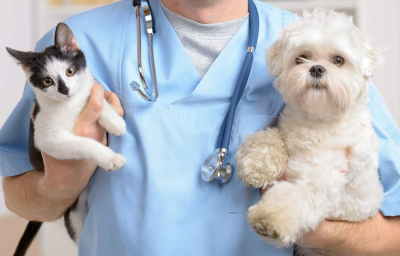 Cant-Deny-a-Four-Legged-Companion