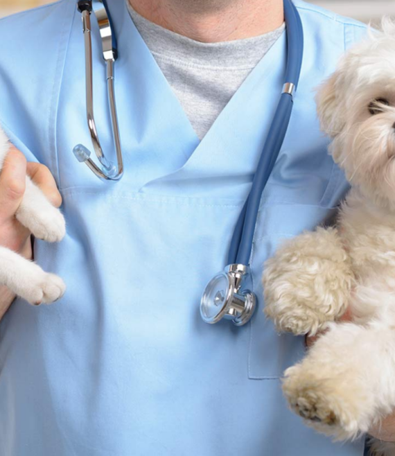 Cant-Deny-a-Four-Legged-Companion